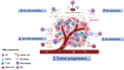 Influence of the Tumor Microenvironment on NK Cell Function in Solid Tumors